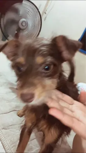 Doação de cachorro