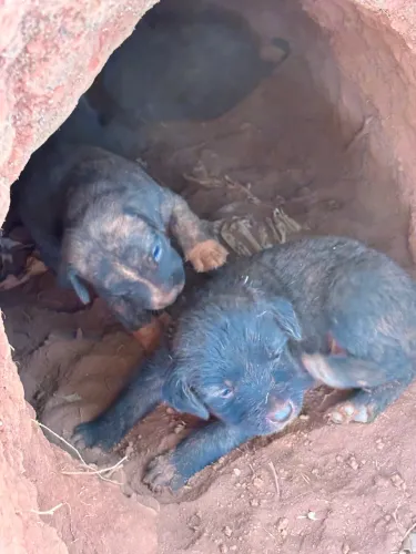 6 cachorrinhos pra adoção