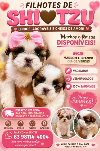 Filhotes de Shitzu Mini