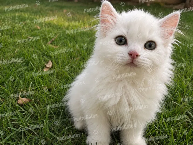 Gato Angorá turco fotos reais!