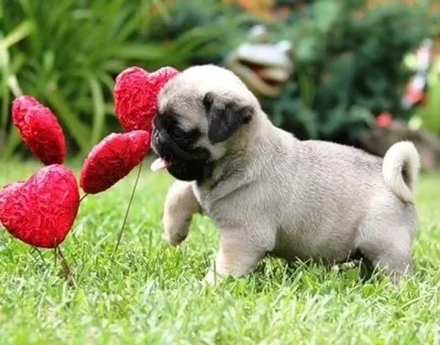 Pug - Criados Com Responsabilidade