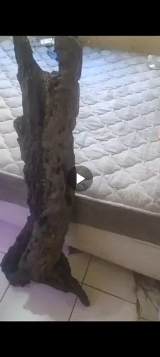 Vendo um tronco grande de aroeira já tratado