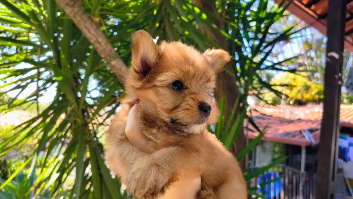 Vende-se Yorkshire Terrier Golddust