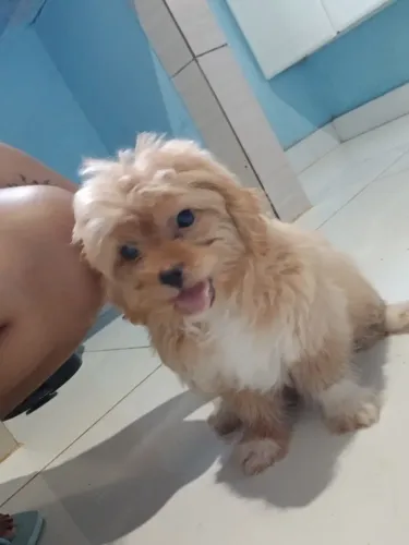 Vendo cachorro shiatsu com poodle