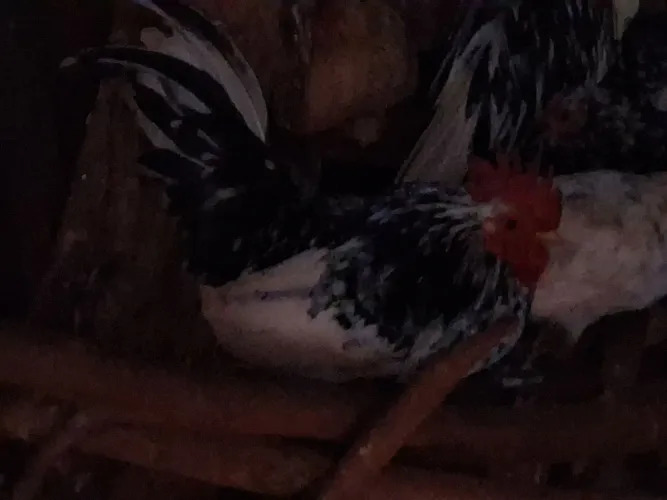 Galo gar nizae raça boa