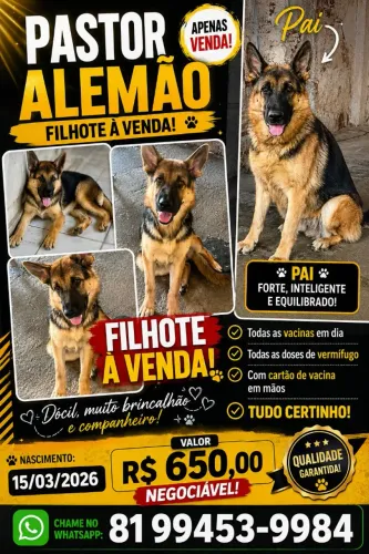 Filhote pastor alemão