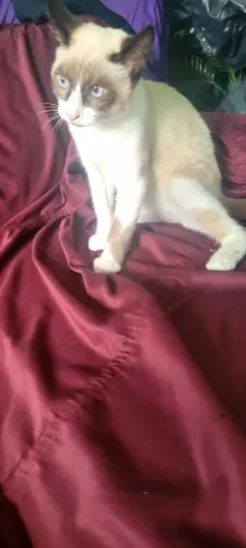 Estou doando gatinho lindo.