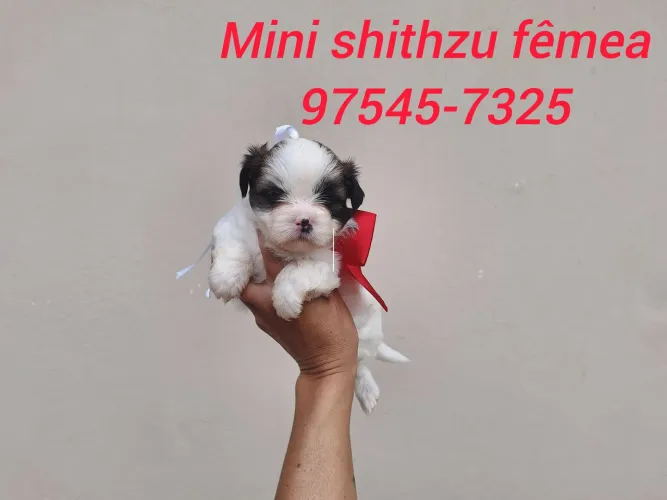 Mini shithzu com garantia de saúde 