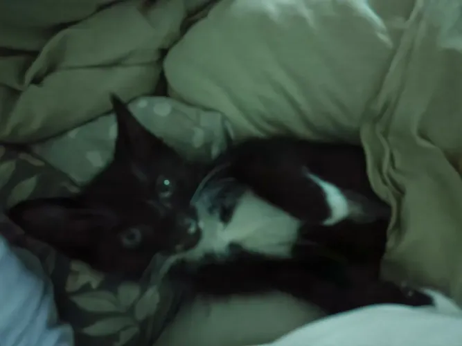 Gatinho lindo resgate