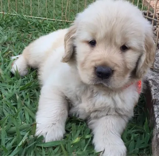 Cães Terapêuticos , lindos , fofos e carinhosos