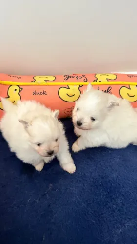 Cachorrinhos filhotes