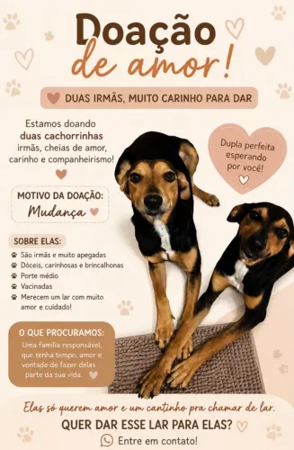 Cachorrinhas fofinhas precisando de um lar