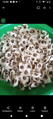 SEMENTES DE MORINGA OLEIFERA (50 sementes por 30 reais)