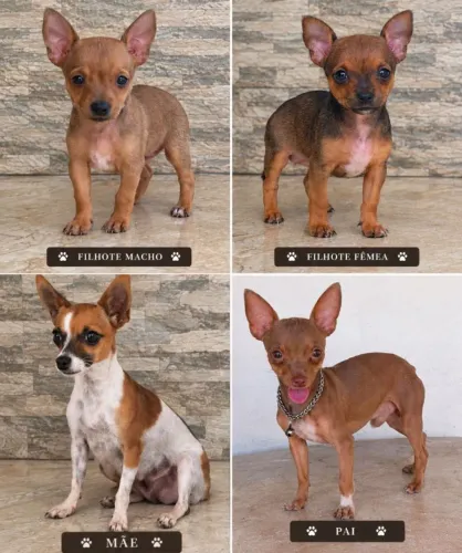 Filhotes pinscher macho e fêmea