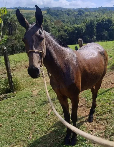 Cavalo