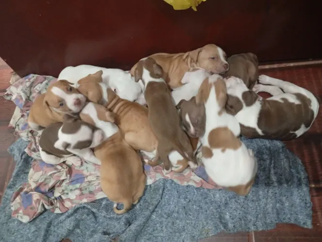 Filhotes de Pitbull - Linhagem Red Nose - Lindos e Saudáveis
