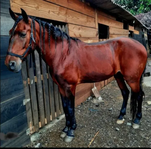 CAVALO PURO SANGUE LUSITANO OPORTUNIDADE ÚNICA!!!