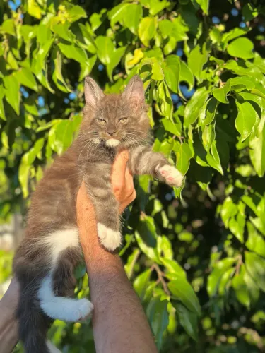 MAINE COON FEMEA CINZA