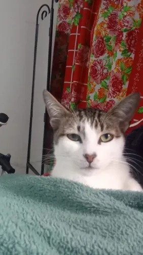 Gato