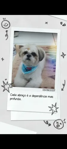 Shitzu macho não castrado