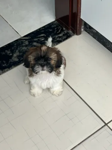 Shih tzu filhote