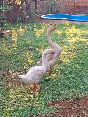 Casal de ganso