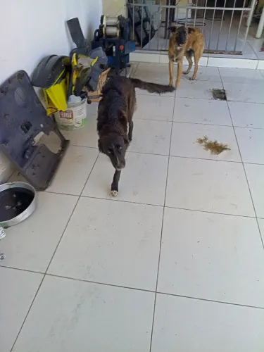Adoção Responsável de 2 cachorros machos