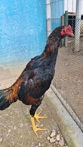 Frango índio  inglês 