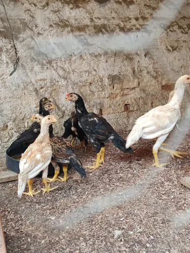 Aseel Índio Bico Curto Canto Curto