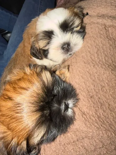 VENDO SHIH TZU FILHOTE