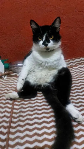 Adoção de gatos 