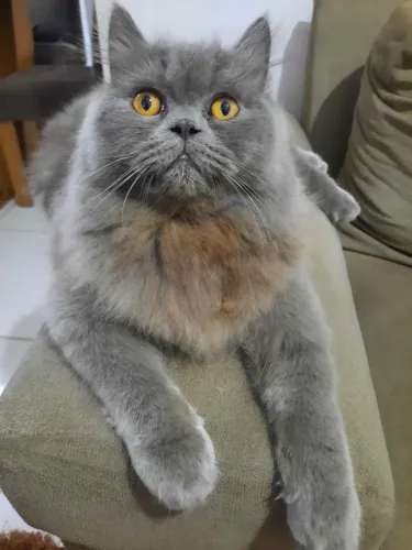 Vendo gato persa
