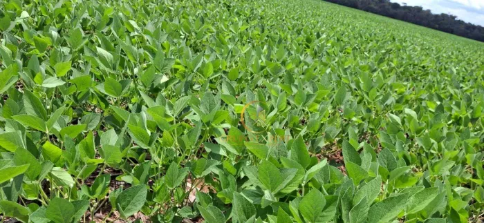 Fazenda 7.200 HA à venda a 15 km de Querência no Mato Grosso!