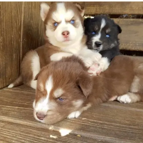 Husky siberiano O Husky aproveitou a manhã fresca para se exercitar.