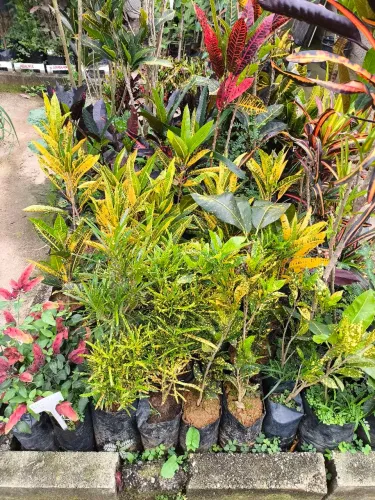 Muda de crotons