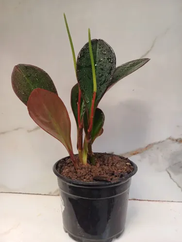 Planta Peperomia Rubi