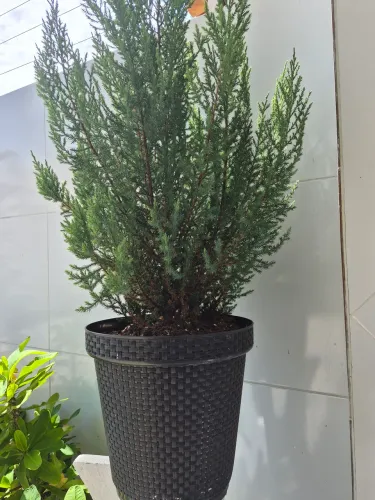 Plantas