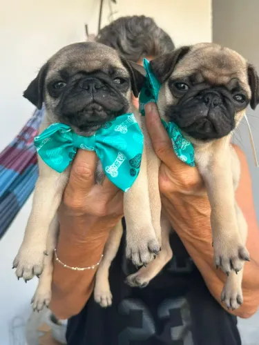 Pug