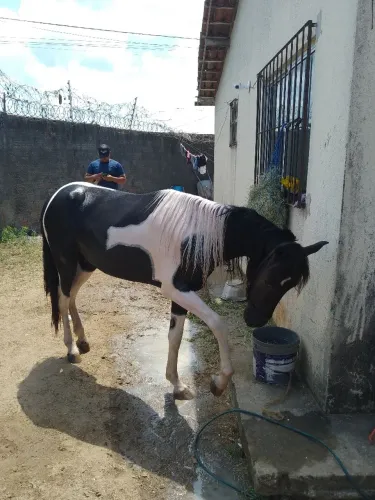 Cavalo