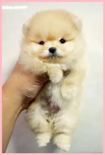 lulu da pomerania filhotes doaçao