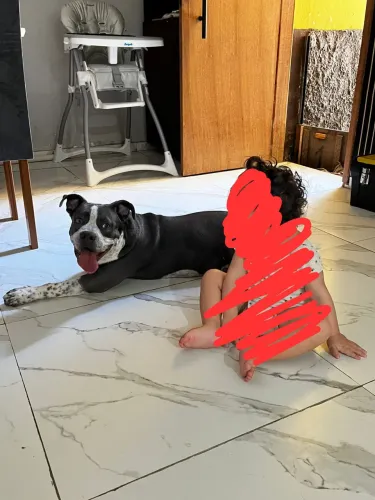 Pitbull cinza olho azul