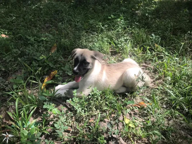 Filhote de Pastor Belga com Husky Siberiano
