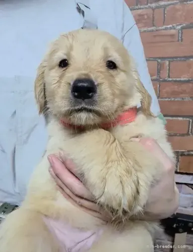 Cãozinho dócil e alegre Golden Retriever