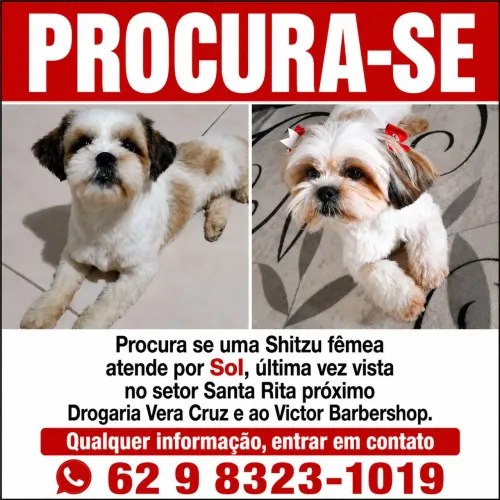 Shitzu fêmea