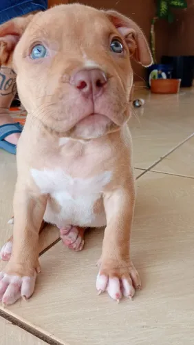 filhote pitmonster