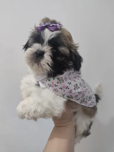 Shitzu fêmea 