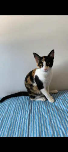 Gatinhas para adoção