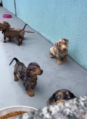 ? FILHOTES PARA ADOÇÃO ? Esses lindos filhotes de Dachshund, os famosos linguicinhas