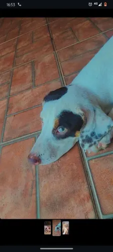 Doando cachorrinho