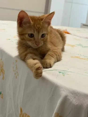 Gato filhote 2 meses